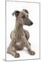 Whippet in Studio-null-Mounted Photographic Print