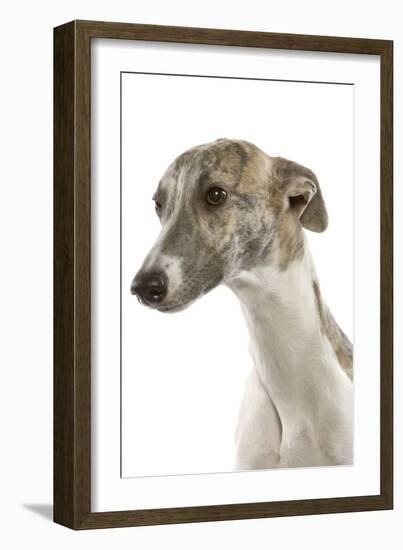 Whippet in Studio-null-Framed Photographic Print