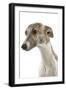 Whippet in Studio-null-Framed Photographic Print