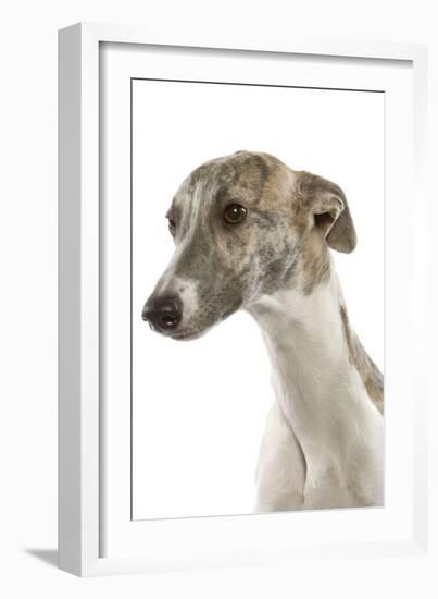 Whippet in Studio-null-Framed Photographic Print