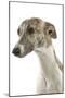 Whippet in Studio-null-Mounted Photographic Print