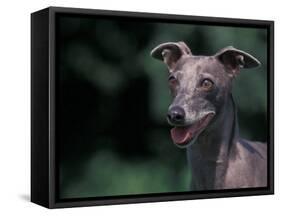 Whippet Panting-Adriano Bacchella-Framed Stretched Canvas