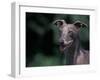 Whippet Panting-Adriano Bacchella-Framed Photographic Print