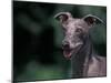 Whippet Panting-Adriano Bacchella-Mounted Photographic Print