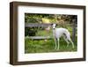 Whippet standing next to wooden fence and pink Roses-Lynn M. Stone-Framed Photographic Print