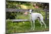 Whippet standing next to wooden fence and pink Roses-Lynn M. Stone-Mounted Photographic Print