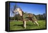Whippet with Dog Coat-null-Framed Stretched Canvas