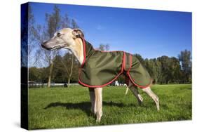 Whippet with Dog Coat-null-Stretched Canvas