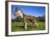 Whippet with Dog Coat-null-Framed Photographic Print