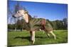 Whippet with Dog Coat-null-Mounted Photographic Print