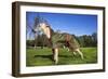 Whippet with Dog Coat-null-Framed Photographic Print