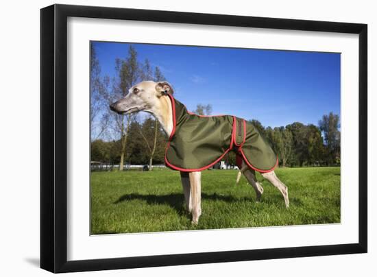 Whippet with Dog Coat-null-Framed Photographic Print
