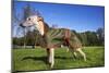 Whippet with Dog Coat-null-Mounted Photographic Print