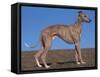 Whippet-Adriano Bacchella-Framed Stretched Canvas