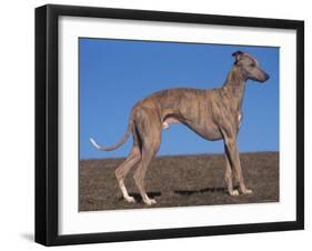 Whippet-Adriano Bacchella-Framed Premium Photographic Print