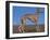 Whippet-Adriano Bacchella-Framed Premium Photographic Print