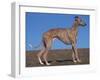 Whippet-Adriano Bacchella-Framed Premium Photographic Print