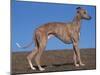 Whippet-Adriano Bacchella-Mounted Premium Photographic Print