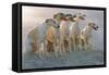 Whippets Group of Sandy Beach-null-Framed Stretched Canvas