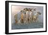 Whippets Group of Sandy Beach-null-Framed Photographic Print