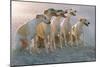 Whippets Group of Sandy Beach-null-Mounted Photographic Print