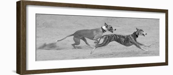 Whippets in motion-Zandria Muench Beraldo-Framed Photographic Print