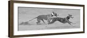 Whippets in motion-Zandria Muench Beraldo-Framed Photographic Print