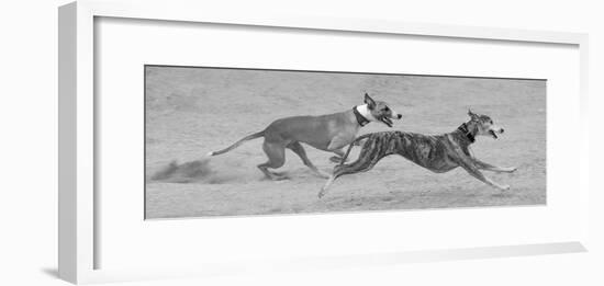 Whippets in motion-Zandria Muench Beraldo-Framed Photographic Print