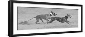 Whippets in motion-Zandria Muench Beraldo-Framed Photographic Print