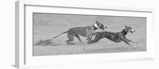 Whippets in motion-Zandria Muench Beraldo-Framed Photographic Print