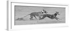 Whippets in motion-Zandria Muench Beraldo-Framed Photographic Print