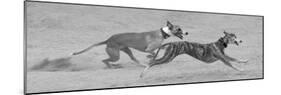 Whippets in motion-Zandria Muench Beraldo-Mounted Photographic Print