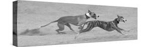Whippets in motion-Zandria Muench Beraldo-Stretched Canvas