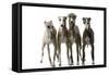Whippets-null-Framed Stretched Canvas