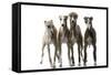 Whippets-null-Framed Stretched Canvas
