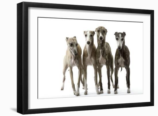 Whippets-null-Framed Premium Photographic Print