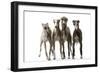 Whippets-null-Framed Premium Photographic Print