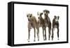 Whippets-null-Framed Stretched Canvas