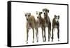 Whippets-null-Framed Stretched Canvas