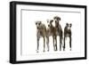 Whippets-null-Framed Premium Photographic Print