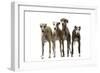 Whippets-null-Framed Premium Photographic Print