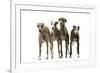 Whippets-null-Framed Photographic Print