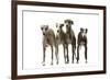 Whippets-null-Framed Photographic Print