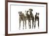 Whippets-null-Framed Photographic Print