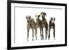 Whippets-null-Framed Photographic Print