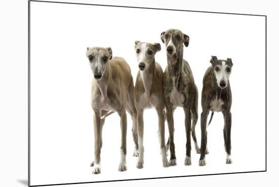 Whippets-null-Mounted Photographic Print