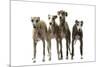 Whippets-null-Mounted Photographic Print