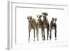 Whippets-null-Framed Photographic Print