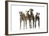 Whippets-null-Framed Photographic Print