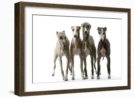 Whippets-null-Framed Photographic Print